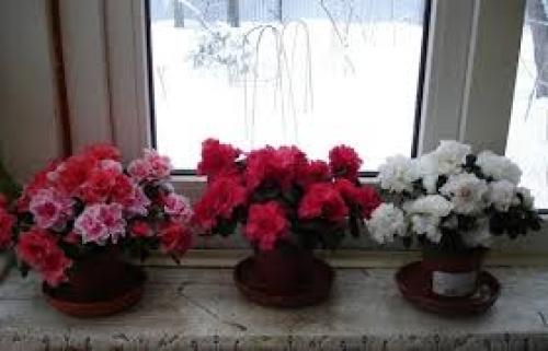 Азалия уход и пересадка. Как пересадить Азалию после покупки