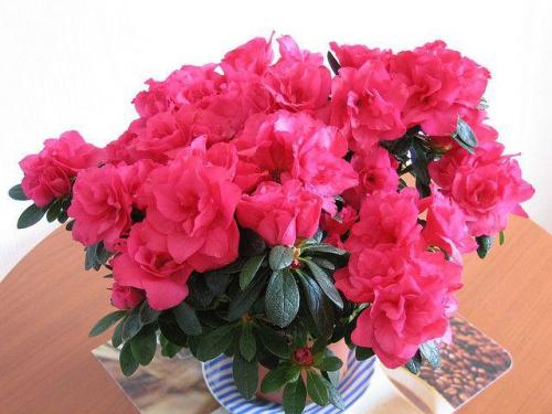 Уход за домашними цветами в домашних условиях зимой. Подготовка к зиме