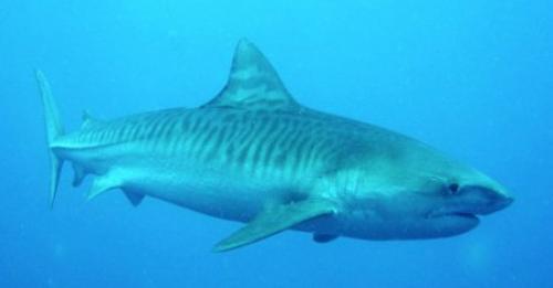 Индийский океан интересные факты