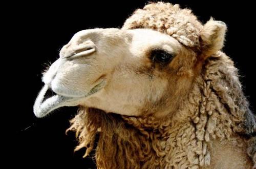 Горб верблюда блюдо. Фаршированный верблюд — свадебное лакомство берберов