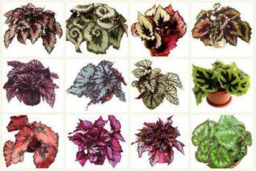 Бегония, как ухаживать. Как ухаживать 01