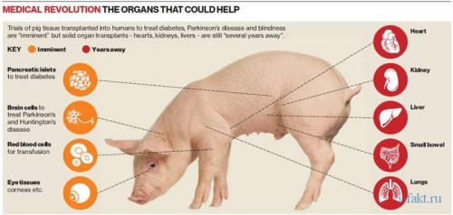 Кровь свиньи и человека. Почему донором человеку стала свинья,а не обезьяна