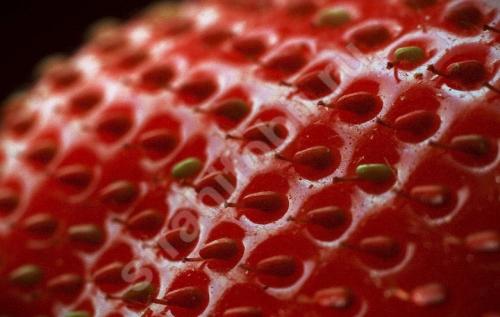 Что такое трипофобия. Если вам сложно досмотреть это до конца, возможно, вы страдаете трипофобией