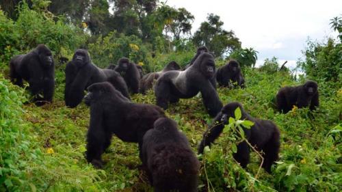 Сколько горилла может поднять. Скорость гориллы при беге