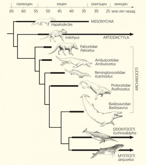 Как называется у кита фонтан. Почему у кита бьет фонтан? 01