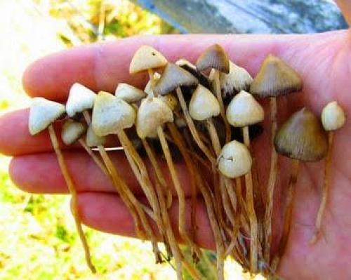 Интересные факты о грибах из энциклопедии. 10 фактов о грибах, которые вы наверняка не знали