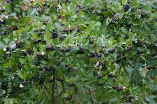 Интересные факты о рябине. Интересные факты о черноплодной рябине