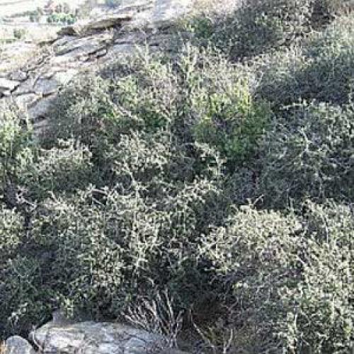 Интересные факты о дубе. Интересные факты о дубах