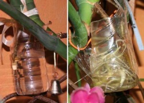 Монстера размножение. Способы размножения в домашних условиях