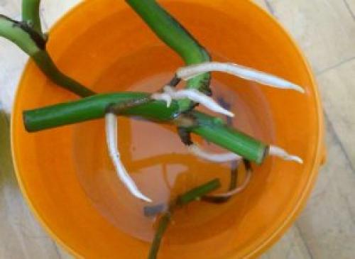 Монстера размножение. Способы размножения в домашних условиях