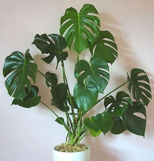 Вазон монстера. Догляд за вазоном монстера