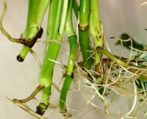 Монстера размножение. Способы размножения в домашних условиях