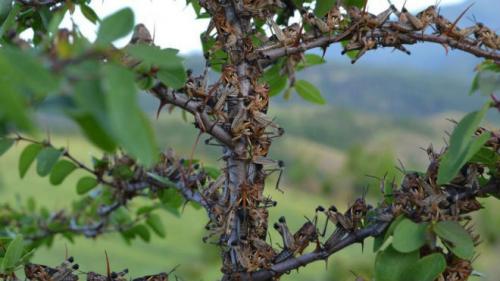 Чем опасна саранча. Нашествие саранчи