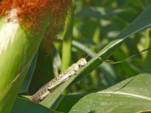 Интересные факты о саранче. Факты о саранче 09