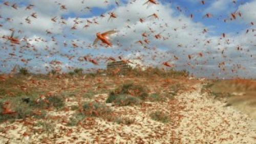 Кто питается саранчой. Активное участие птиц в уничтожении саранчи