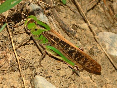 Интересные факты о саранче. Факты о саранче 06