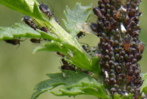 Кто питается саранчой. Активное участие птиц в уничтожении саранчи