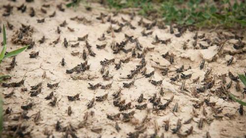 Чем опасна саранча. Нашествие саранчи