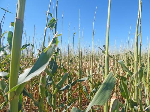 Интересные факты о саранче. Факты о саранче 10