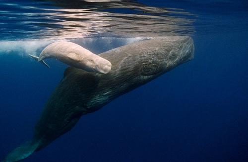 Кит, как рожает. Интересные факты про китят