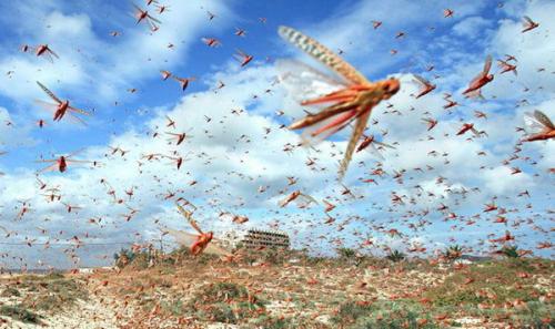 Интересные факты о саранче. Факты о саранче 01