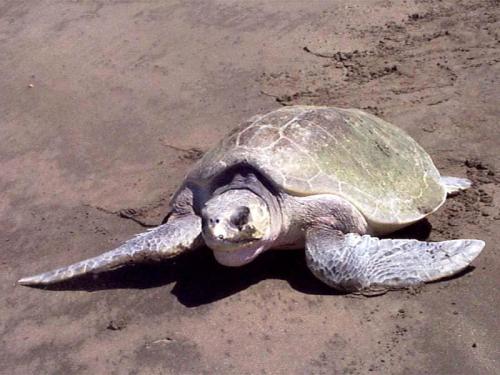 У, какого животного 24 зуба. Самые беззубые животные в мире 19