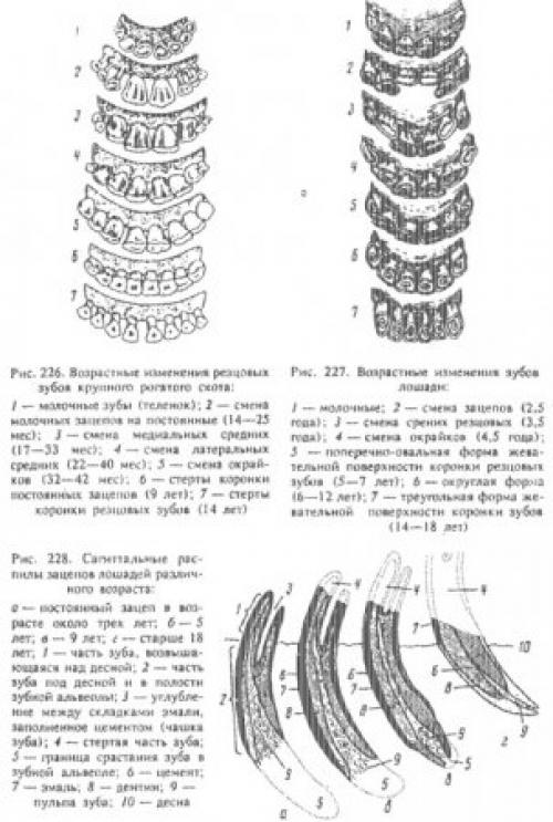 У, какого животного 24 зуба. Самые беззубые животные в мире 10