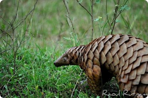 У, какого животного 24 зуба. Самые беззубые животные в мире