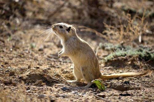 У, какого животного 24 зуба. Самые беззубые животные в мире 15