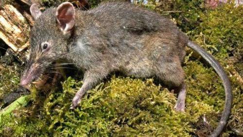 У, какого животного 24 зуба. Самые беззубые животные в мире 18