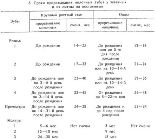 У, какого животного 24 зуба. Самые беззубые животные в мире 11
