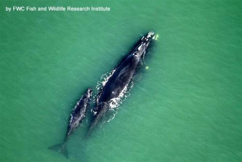 У, какого животного 24 зуба. Самые беззубые животные в мире 20