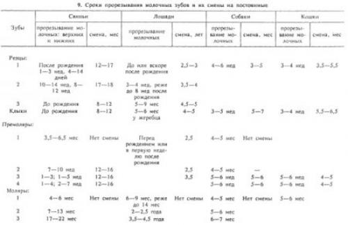 У, какого животного 24 зуба. Самые беззубые животные в мире 12