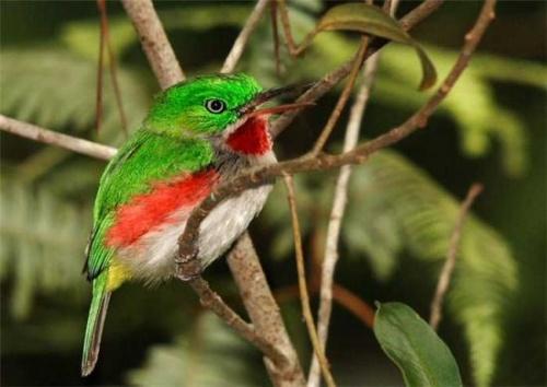 Самая высоко летающая птица планеты. Рекорды в мире птиц