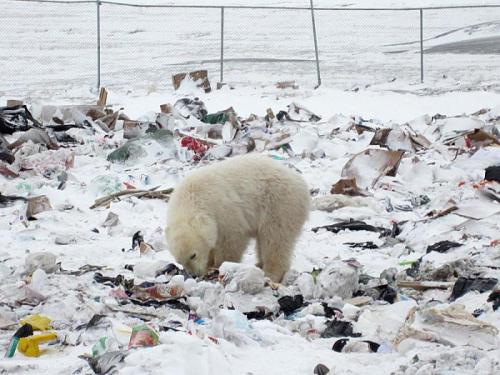 Почему исчезают тропические леса. Обезлесение: факты, причины и последствия 04