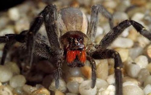 Самые страшные вещи. 15 жутких вещей интернета, которых лучше не видеть