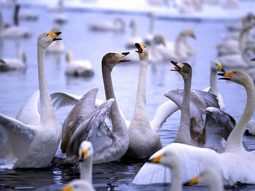 Самая высоко летающая птица в мире. Самые высоко летающие птицы