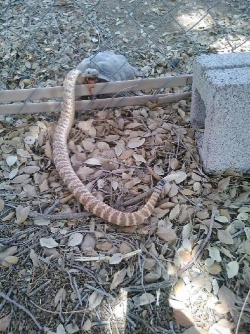 Самые страшные вещи. 15 жутких вещей интернета, которых лучше не видеть 02