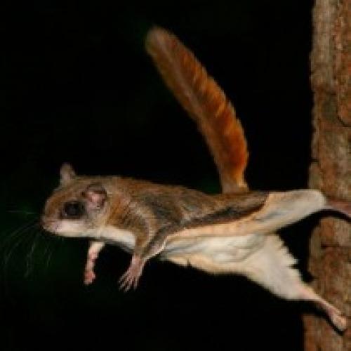 Интересные факты белка летяга. 10 любопытных фактов о белке-летяге («Fact») Белка-летяга — очень интересное создание, напоминающее летучую мышь, только очень милую