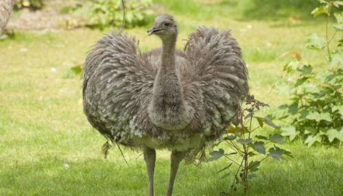 Животные Южной америки. Животный мир саванн Южной Америки: описание и фото