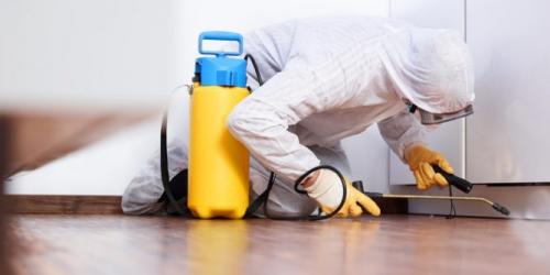 Жучки в ковре, как вывести. Методы борьбы с насекомыми: основные средства