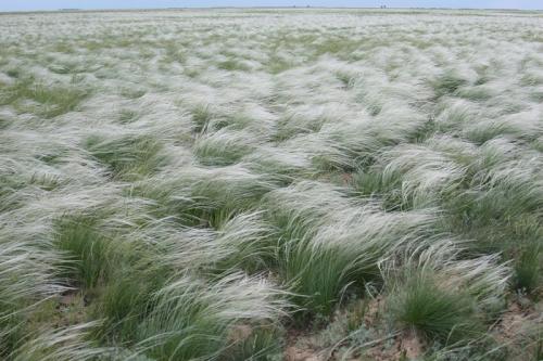 Животные евразии. Животный и растительный мир Евразии: описание обитателей, фото природы Евразии.