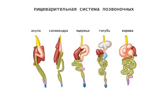 Почему человек от холода дрожит. Резко стало холодно - причины и симптомы? 01