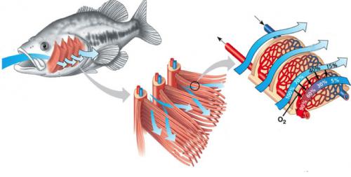 Почему человек от холода дрожит. Резко стало холодно - причины и симптомы? 03