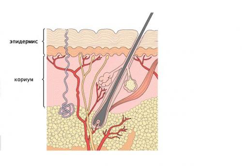 Почему человек от холода дрожит. Резко стало холодно - причины и симптомы? 02