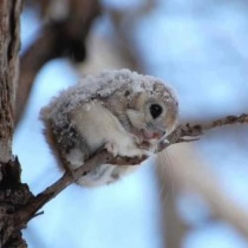 Интересные факты белка летяга. 10 любопытных фактов о белке-летяге («Fact») Белка-летяга — очень интересное создание, напоминающее летучую мышь, только очень милую