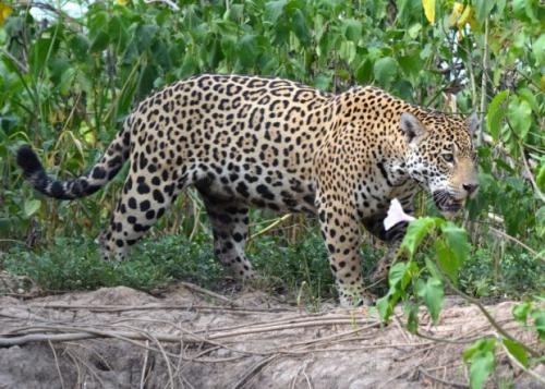 Животные Южной америки. Животный мир саванн Южной Америки: описание и фото