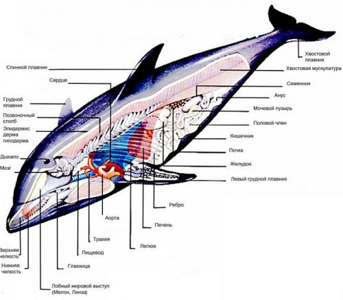 Леопарды хорошо плавают. Основное: 04