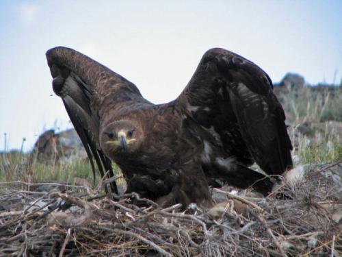 Животные евразии. Животный и растительный мир Евразии: описание обитателей, фото природы Евразии.