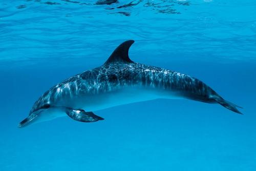 Леопарды хорошо плавают. Основное: 01